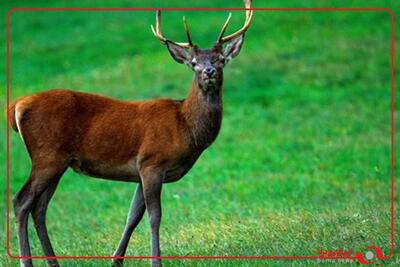  ثبت تصاویری بی‌نظیر از مرال یا گوزن قرمز در جنگل‌های لنگرود