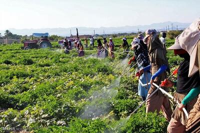  آمار بالای تجرد دختران روستایی/جوانی جمعیت در سراشیبی