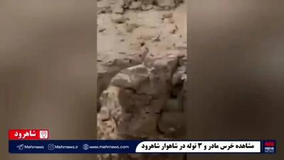  ببینید| حضور همزمان ۴ قلاده خرس در شاهوار شاهرود