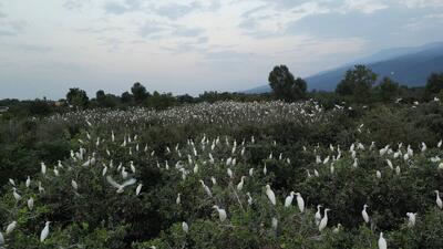  حمله هزاران پرنده به یک خانواده ۹ نفره روستایی در گلستان! | روایتی واقعی از یک اتفاق عجیب