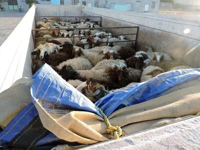  توقیف محموله‌ی احشام قاچاق در آغاجاری