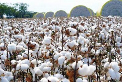  برداشت 200 تن وش پنبه از مزارع استان قزوین آغاز شد