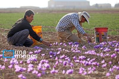  سالانه ۳۵۰ تن نگین زعفران در کشور تولید و ۲۵۰ تن آن صادر می‌شود