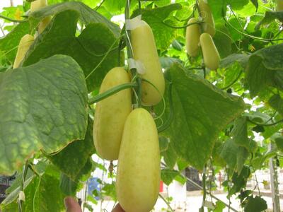  رشد ۴۳.۲ هکتاری سطح زیر کشت مزارع تکثیر بذر سبزی و صیفی کشور