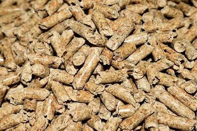  کاهش وابستگی صنعت طیور به پروتئین وارداتی سویا با پودر حشرات
