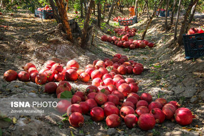  برداشت انار در منطقه «باغ‌نو» بجستان - خراسان رضوی