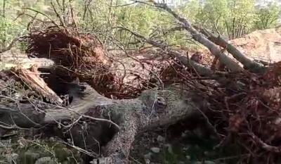  معاون سازمان منابع‌ طبیعی کشور: ۴ میلیون هکتار در حوزه زاگرس با خشکیدگی بلوط مواجه است