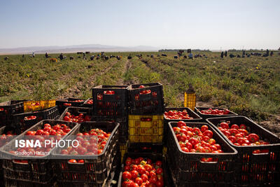  دلیل اصلی افزایش قیمت گوجه فرنگی در مشهد چیست؟