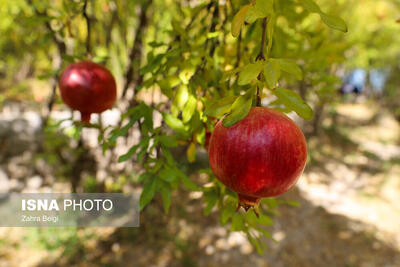  پیش‌بینی برداشت ۲۰ هزار تن انار در کردستان‌ طی امسال