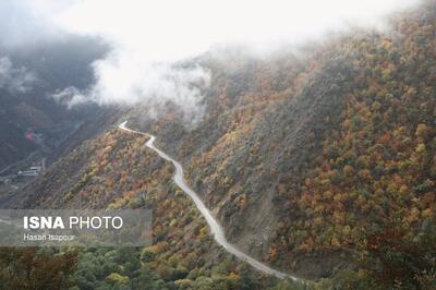  بانک ژن جنگل در لرستان راه‌اندازی می‌شود