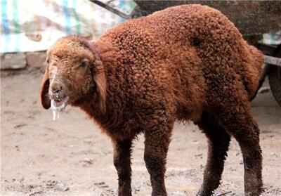  ‌ تب برفکی به انسان منتقل نمی‌شود