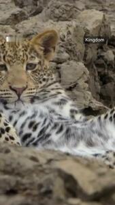  جسارت توله‌پلنگ‌ها و رویارویی پرتنش با اسب آبی