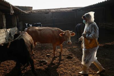  تب خاموش دام‌ها