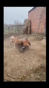  فیلم درگیری مرغ ها با یک سگ