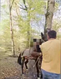  فیلم لحظه دستگیری  متخلف قطع درخت در جنگل‌های مازندران