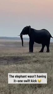  فیلم درگیری فیل و گورکن عسلی