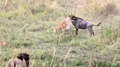  فیلم / شکار گاومیش توسط شیر