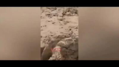  فیلم / حضور یک قلاده خرس ۳ توله‌اش در شاهرود