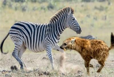  مستند حیات وحش؛ اجرای طرح موش مردگی برای شکار نشدن توسط خرخطدار