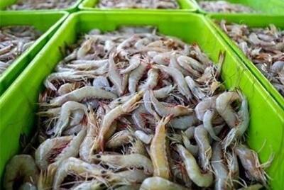  ۴۳۰۰ تُن میگو در گلستان تولید شد