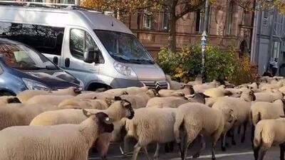  منظره‌ای غیرمعمول از حرکت منظم گله گوسفندان در مرکز شهر نورنبرگ