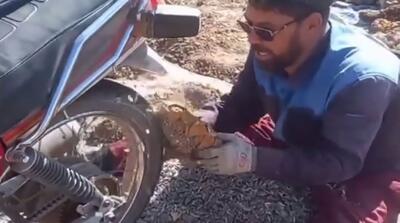  روش کشاورز سبزواری برای جداکردن تخمه آفتابگردان
