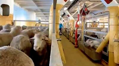  بزرگ‌ترین کشتی حمل دام جهان را ببینید