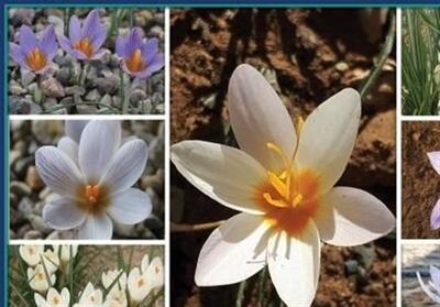  کلکسیونی زنده از بنه همه گونه‌های ایرانی جنس زعفران ایجاد شد - تسنیم