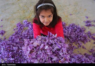  پرداخت 30 میلیارد تسهیلات برای توسعه زنجیره ارزش زعفران در خراسان شمالی - تسنیم