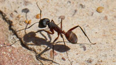  ساخت سیستم ناوبری الهام‌گرفته از حیوانات برای جهت یابی بدون GPS