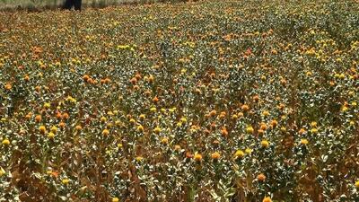  کشت گلرنگ در ۸ روستای طبس