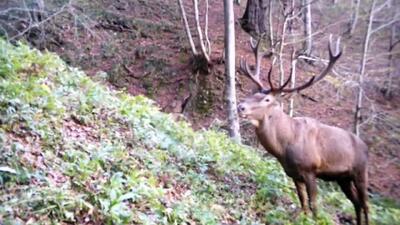  ثبت تصاویر بی‌نظیر از مرال در جنگل‌های لنگرود+ فیلم