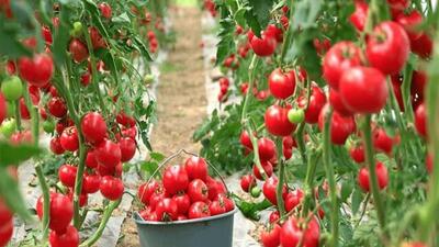  کود زیستی اکتینومیستی ایرانی برای افزایش عملکرد، کیفیت و ماندگاری گوجه‌فرنگی