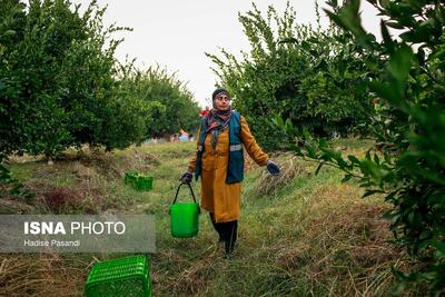  برداشت نارنگی از باغ‌های هاشم‌آباد در گرگان