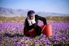  روزهای قشنگ زعفرونی خراسان بزرگ