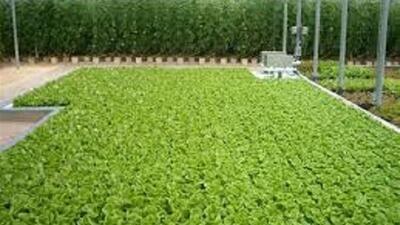  لزوم بهره‌گیری از شیوه کشاورزی هیدروپونیک در شرایط خشکسالی