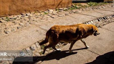  گسترش حضور سگ‌های ولگرد در شهرهای مازندران