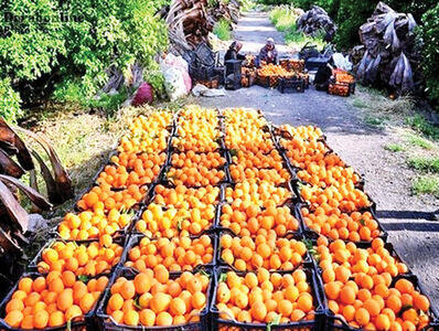  روسیه پرتقال‌های سمی ایران را رد کرد!