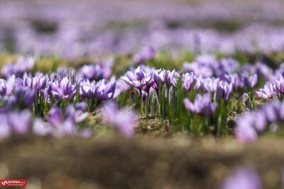  جهش تولید زعفران در آذربایجان‌غربی ؛ تولید ۲۵۰ کیلوگرم زعفران در استان