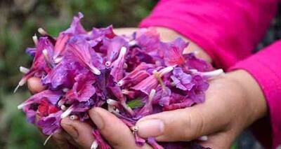  مصرف گل گاو زبان برای چه کسانی مضر است؟