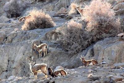  سرشماری پاییزه گونه‌های شاخص حیات وحش در ایلام