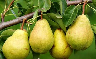  خواص، مضرات و طبع میوه گلابی: از پیشگیری سکته تا درمان زخم معده