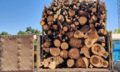  کشف ۱۵ تن چوب قاچاق در کنگاور