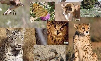  حضور فعال ایران در اجلاس جهانی گونه‌های گیاهی و جانوری در خطر انقراض