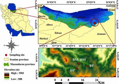  راش‌ها در جنگل‌های آمیخته پربازده‌تر می‌شوند