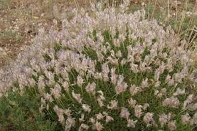  کاهش گیاهان مرتعی خنک‌پسند در خراسان شمالی/ ورود خسارت ۶.۱ همت به مراتع استان براثر خشکسالی