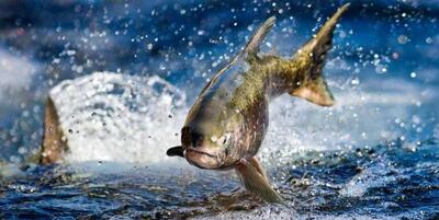  تولید سالیانه ۶۵۰۰ تُن ماهی گرم‌آبی و سردآبی در همدان/ برنامه‌ریزی برای توسعه پرورش ماهی خاویاری