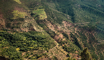  رشد غیرمنتظره راش‌های هیرکانی در واکنش به تغییرات اقلیم