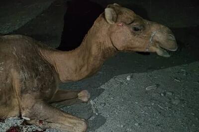  ۳۱۸ مورد تصادف با شتر در شهرستان جاسک ثبت شده است