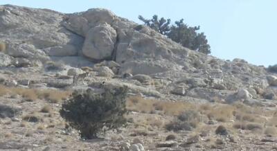  تصویری از پنج فرد گرگ در پارک ملی صیدوا